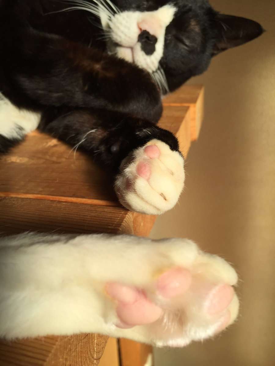 猫柳亭 昴🐾🐈🐈⬛🦔🦡🦎 tweet media