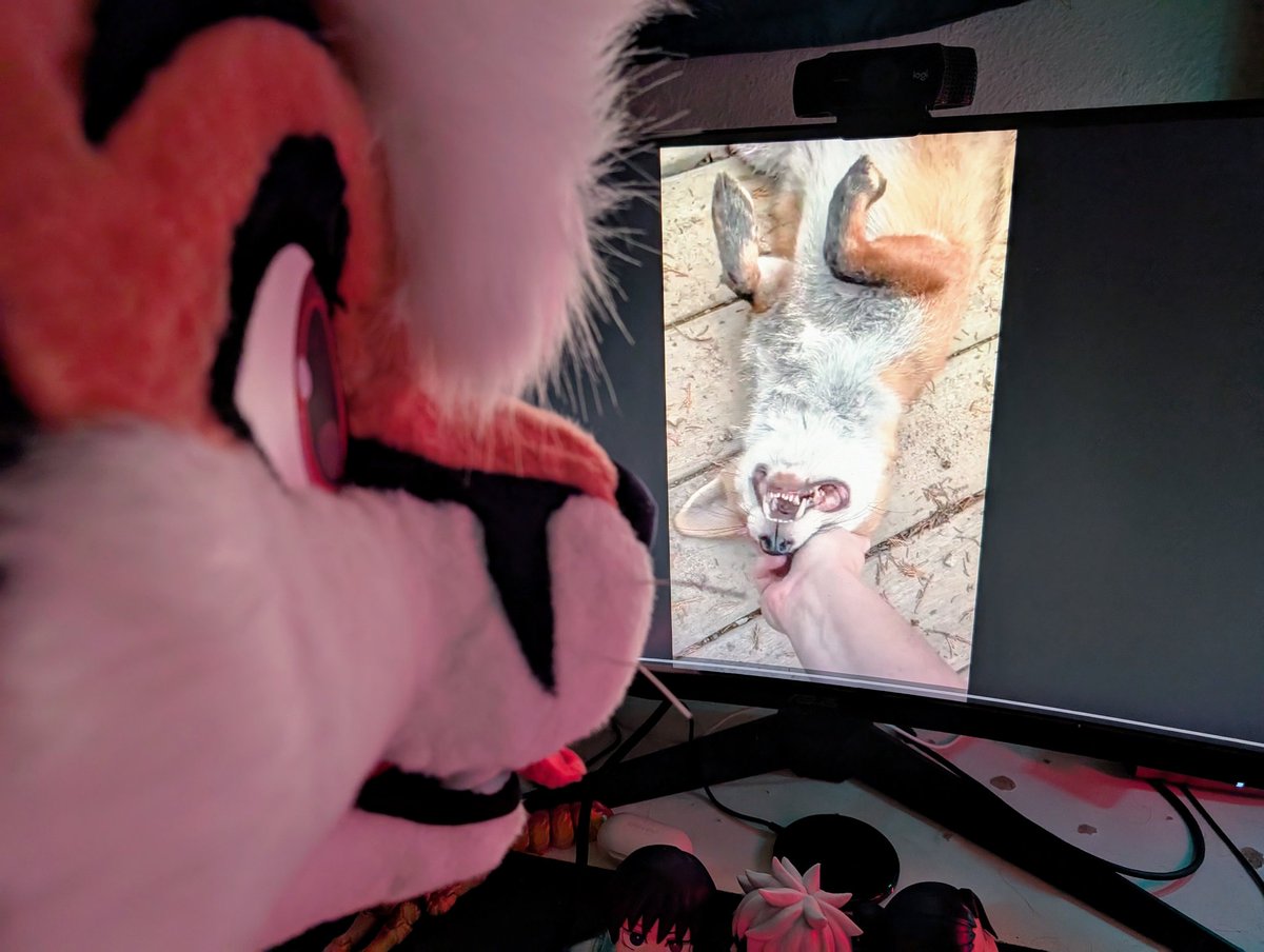 he just like me fr (I'm literally a fox)