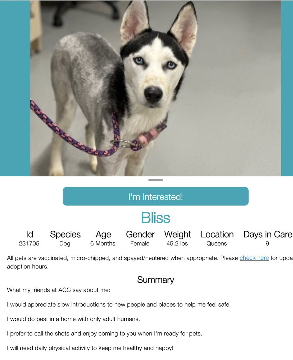 BLISS 💝   #231705  6mth old Girl 💕 NYCACC 
She's an absolutely gorgeous puppy 🥰 Who 
just dumps a puppy in the streets!!  She needs a 
sincere loving forever home 🏡 Waiting for her 
hero at Queens ACC!!!
#Adopt  #Foster 
#Pledge4Rescue 
ATT HUSKY LOVERS ⚠️ BEAUTIFUL PUPPY 🏡