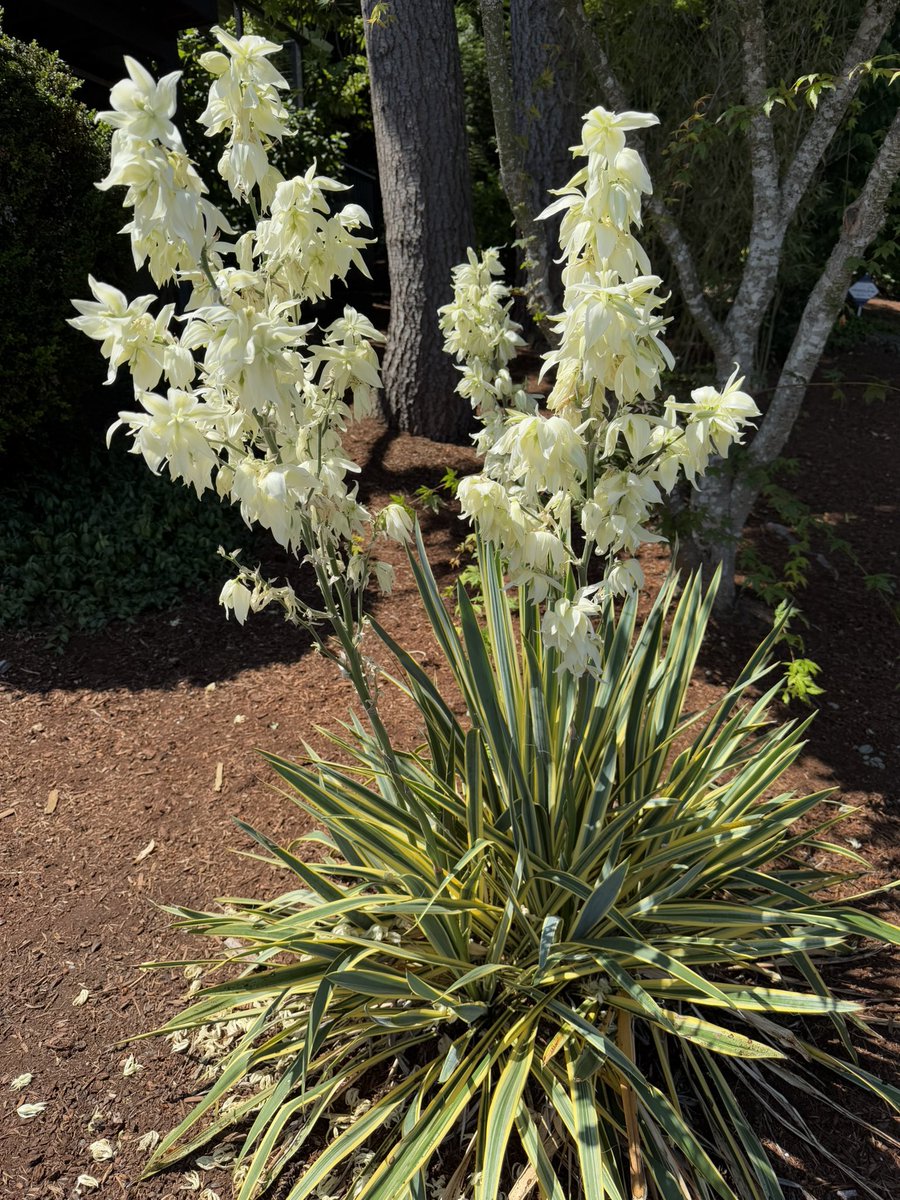 bluewaverider46's tweet image. My neighbors Yucca plant is in bloom!
Didnβt think they would like this climate, but this one seems to be doing great!
#BloomScrolling