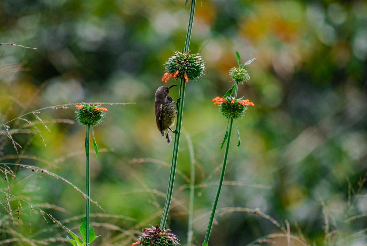 Who is your everyday visitor. Sunbird 

#birdphotography #wildlife #birds #nature
