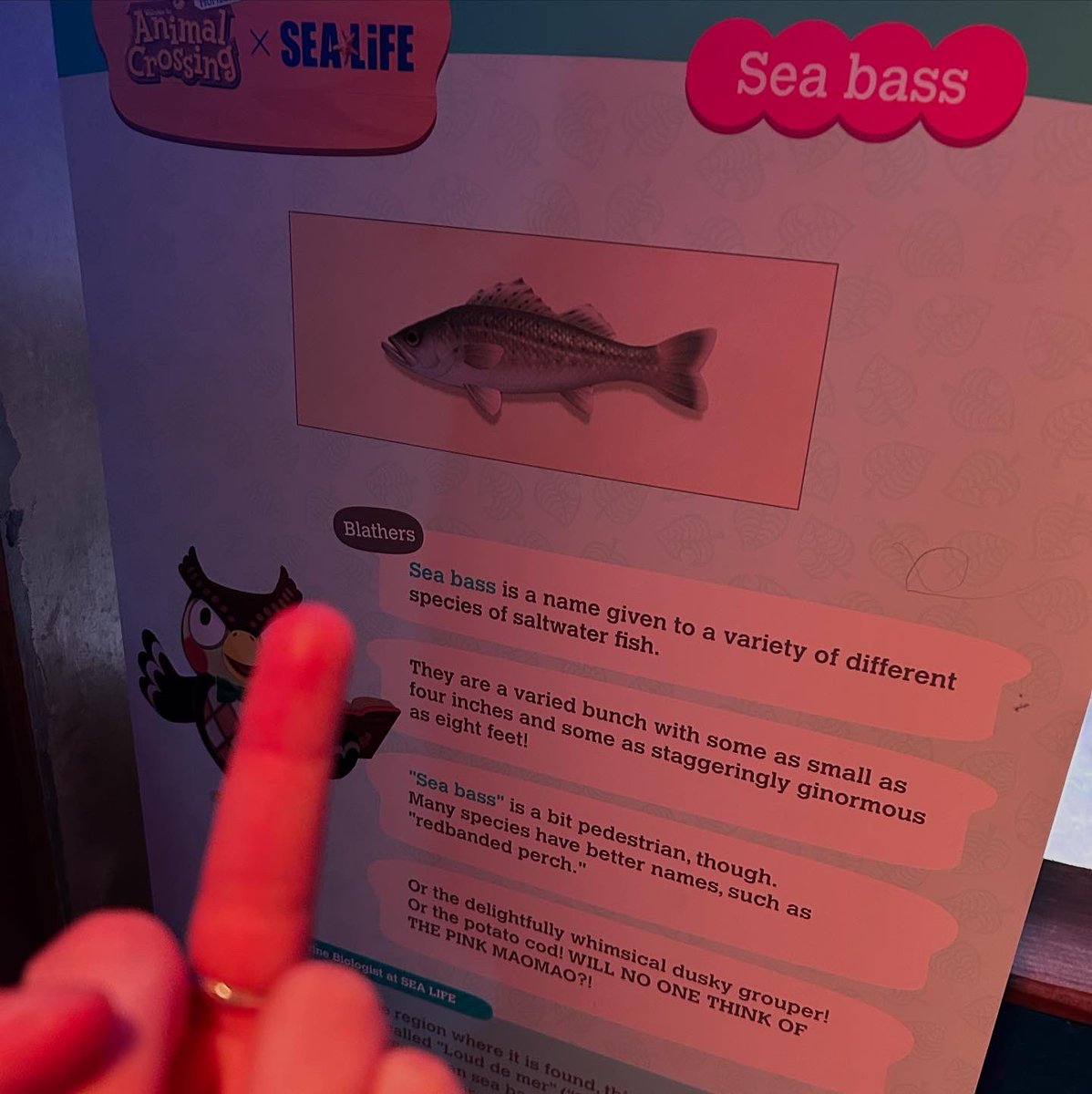 charlubby's tweet image. went to the animal crossing x sea life exhibition and had a WHALE of a time ha ha