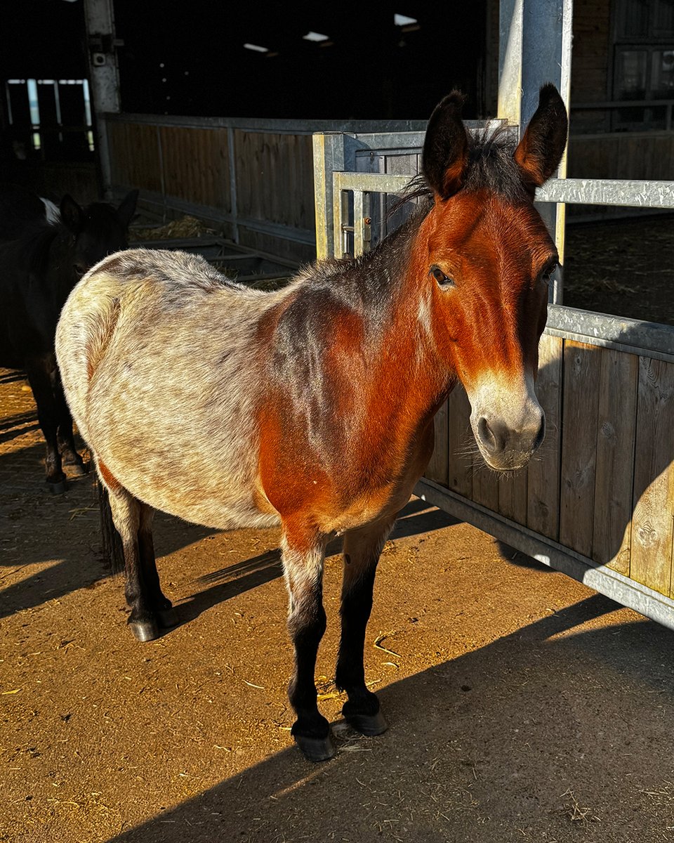 Honey's soaking up the sunshine at Town Barton! 🌅