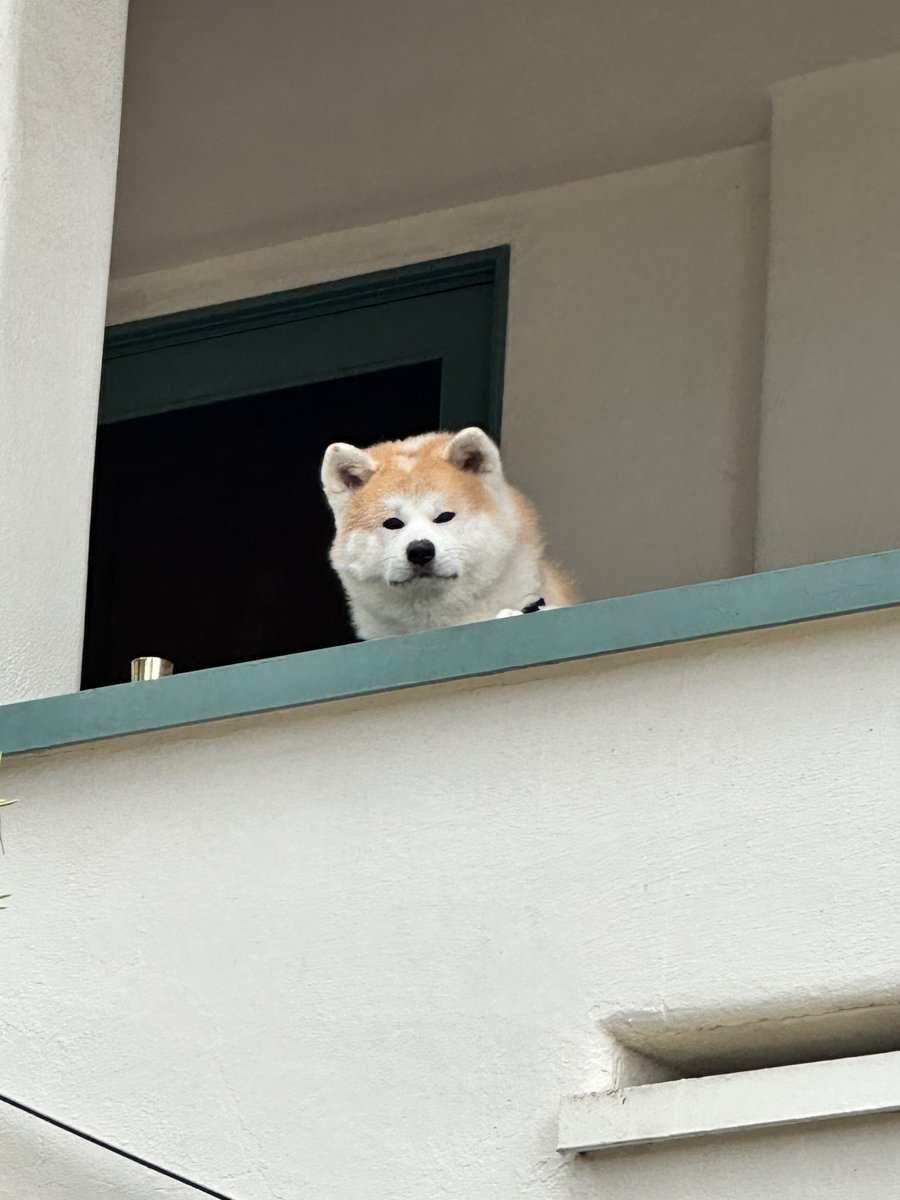 phibetakitten's tweet image. James and I hit the trifecta on our morning walk today*
*saw all three of our favorite doggos (Puppers, On Duty, and Moneybags)**
**actual names may vary