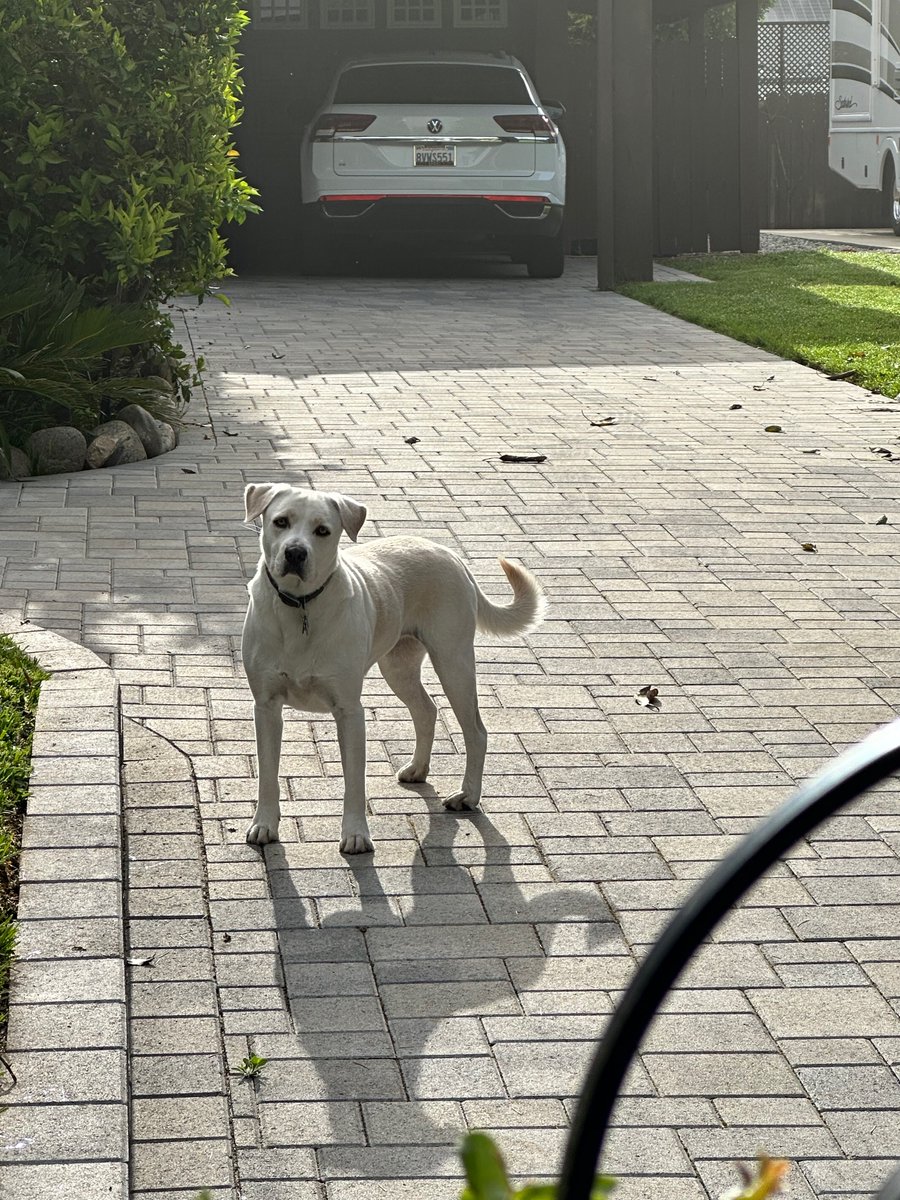 phibetakitten's tweet image. James and I hit the trifecta on our morning walk today*
*saw all three of our favorite doggos (Puppers, On Duty, and Moneybags)**
**actual names may vary