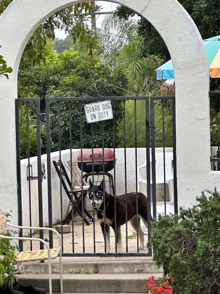 phibetakitten's tweet image. James and I hit the trifecta on our morning walk today*
*saw all three of our favorite doggos (Puppers, On Duty, and Moneybags)**
**actual names may vary