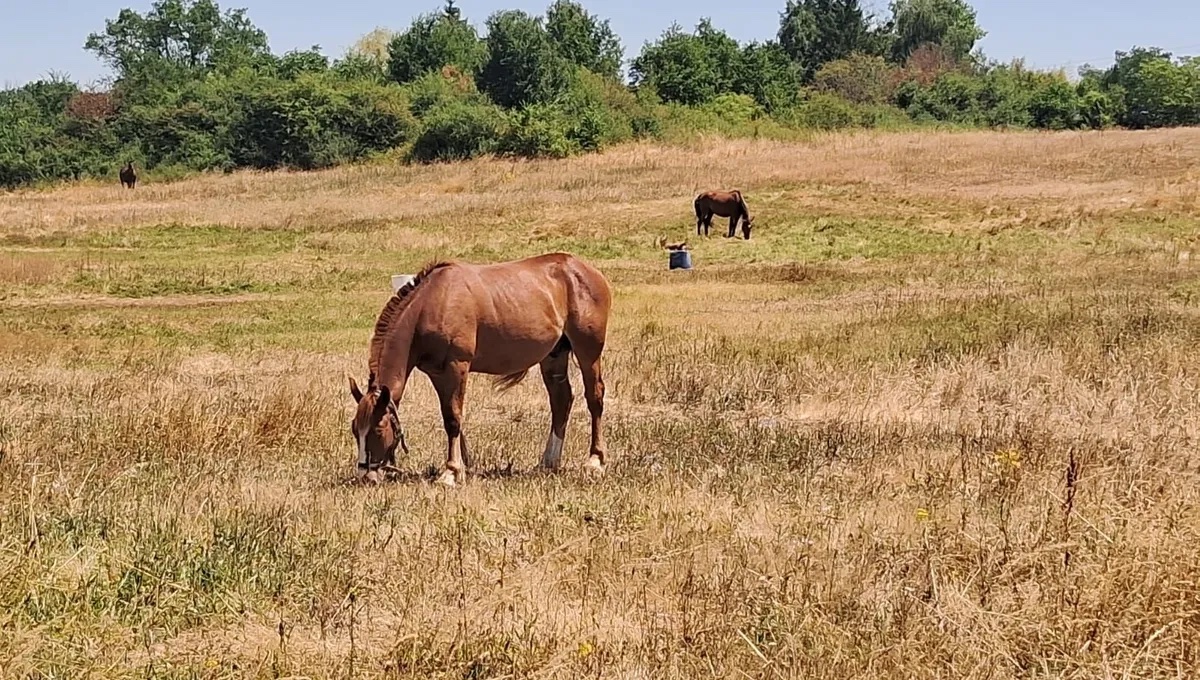 LFPCheval (@lfpcheval) on Twitter photo Indre : "La tension est très forte" autour d'une quarantaine de chevaux des gens du voyage dans la Brenne
ow.ly/YVqA50WrInM Indre : "La tension est très forte" autour d'une quarantaine de chevaux des gens du voyage dans la Brenne
ow.ly/YVqA50WrInM