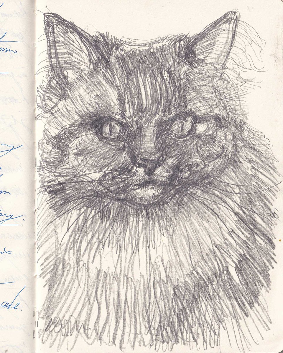 emil_graphics's tweet image. cat sketch #2