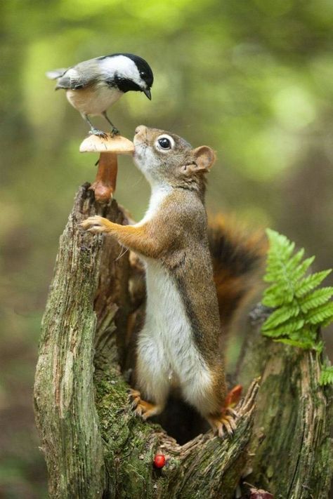 Nature's Sweetest Friendship Moment