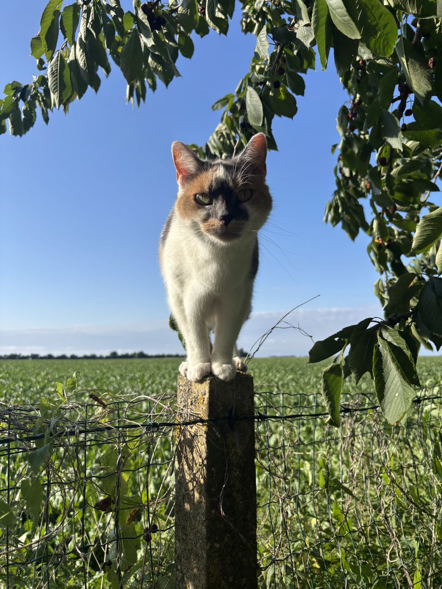 maanlrt's tweet image. oui ma chérie, tu as gagné le jeu du chat perché…