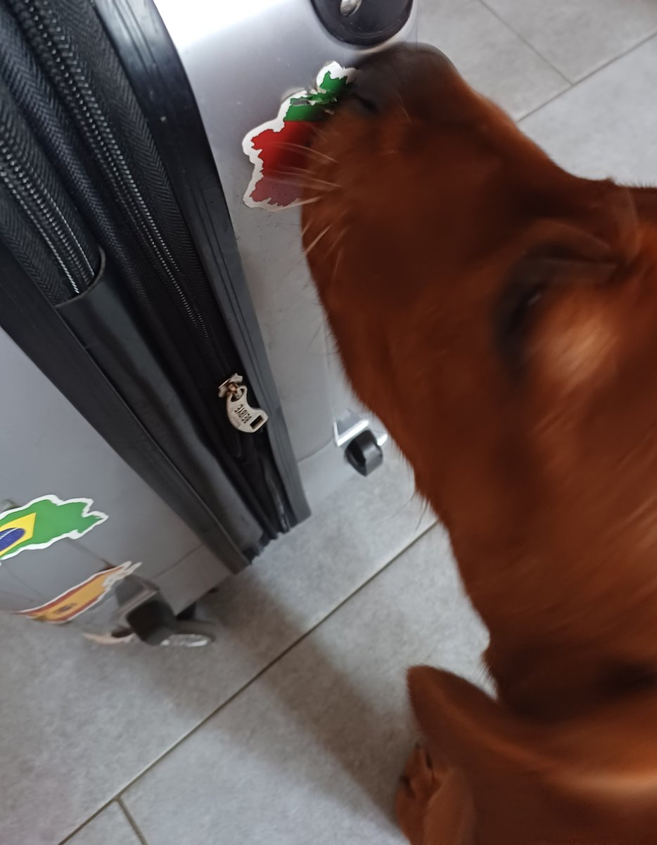 2r4uu's tweet image. SHE FUCKING HATES THE REPUBLIC OF BELARUS
The only country sticker on my suitcase she gnaws at