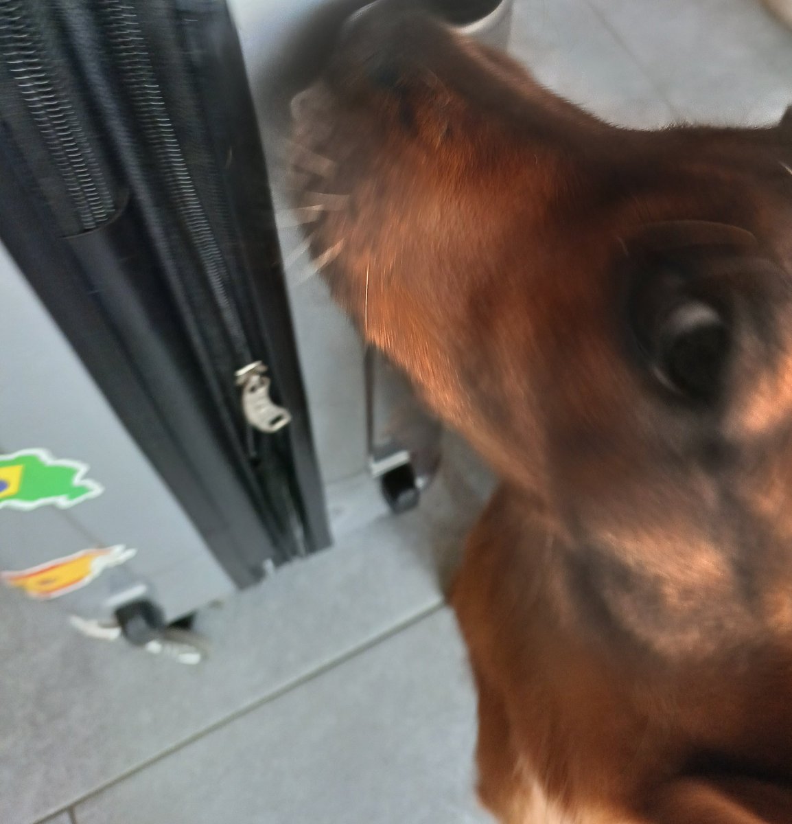 2r4uu's tweet image. SHE FUCKING HATES THE REPUBLIC OF BELARUS
The only country sticker on my suitcase she gnaws at