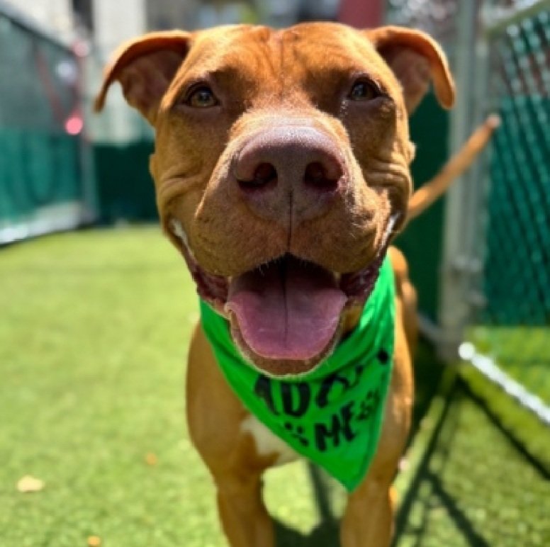 Aries 230117
Kill Command 
#NYCACC #RescueOnly 
A cute 4 yr old boy
Given up due to owner being in homeless shelter 
Friendly &amp; outgoing with strangers &amp; kids
Has CIRDC 🚑
Low threshold for arousal 
Needs exp home w/#UnicornFoster 
Help save Aries!
#Pledge4Rescue #foster #adopt