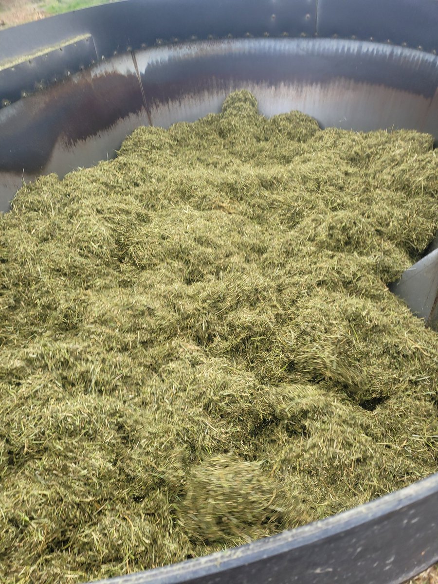 YoungBuckFarms's tweet image. Fed for 3weeks while our hired hand was on holidays. Then took a trip east. Back feeding again this weekend. I enjoy this part of having sheep for sure, but after seeing some of the robotic feeding systems in Ontario I'm a little envious.
