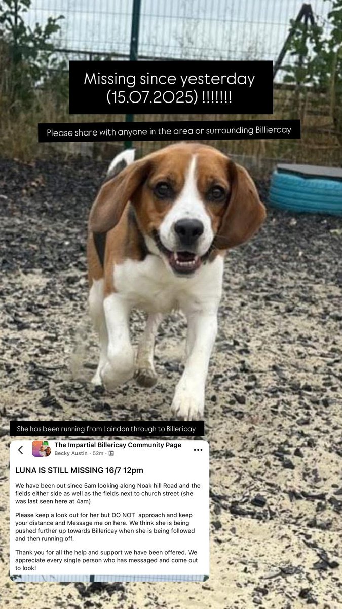 LUNA HOME SAFE. THANKS FOR RT's 😊🐕🐾

🆘15 JULY 2025 #Lost Luna #ScanMe
Beagle Female Last seen nr Noak Hill Road roundabout #Billericay #SS15 #Basildon #Essex doglost.co.uk/dog/199143