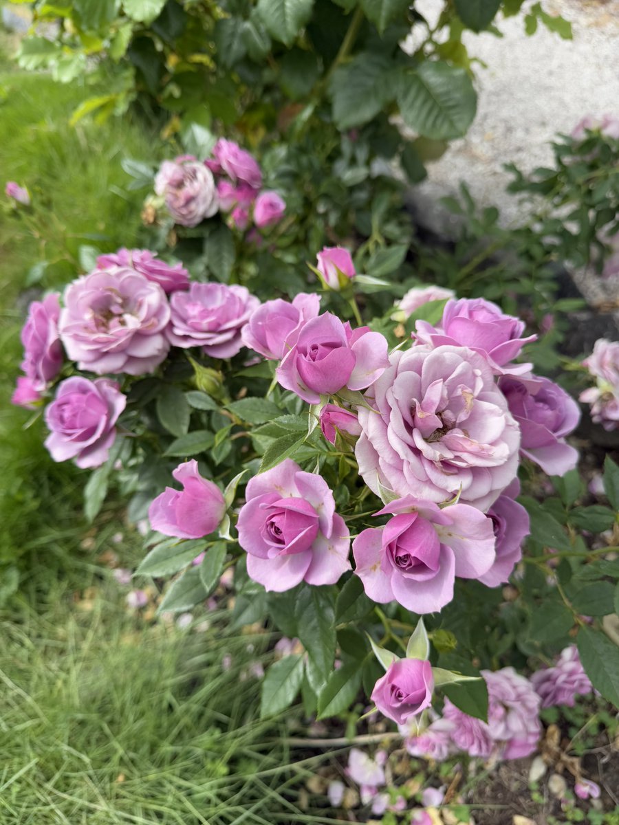bluewaverider46's tweet image. More roses blooming in the front yard πππππ₯³
#BloomScrolling