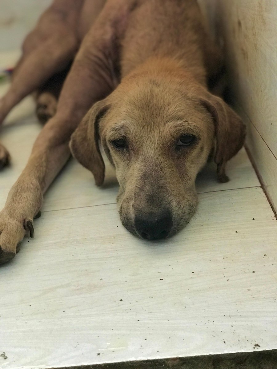 The dogs of Pakistan need international help. We have managed to get dog culling banned in Punjab but there has been no initiative to start mass TNVR. Is there anyone who could help the poor dogs? As it is dog culling is still occurring. This really is an urgent plea 🙏🏼🙏🏼🙏🏼