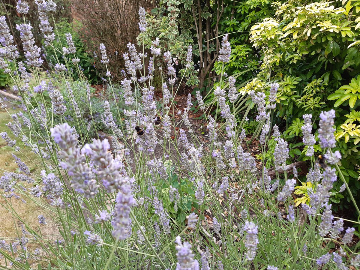 Busy bees on the lavender 😍🐝 #lovebees