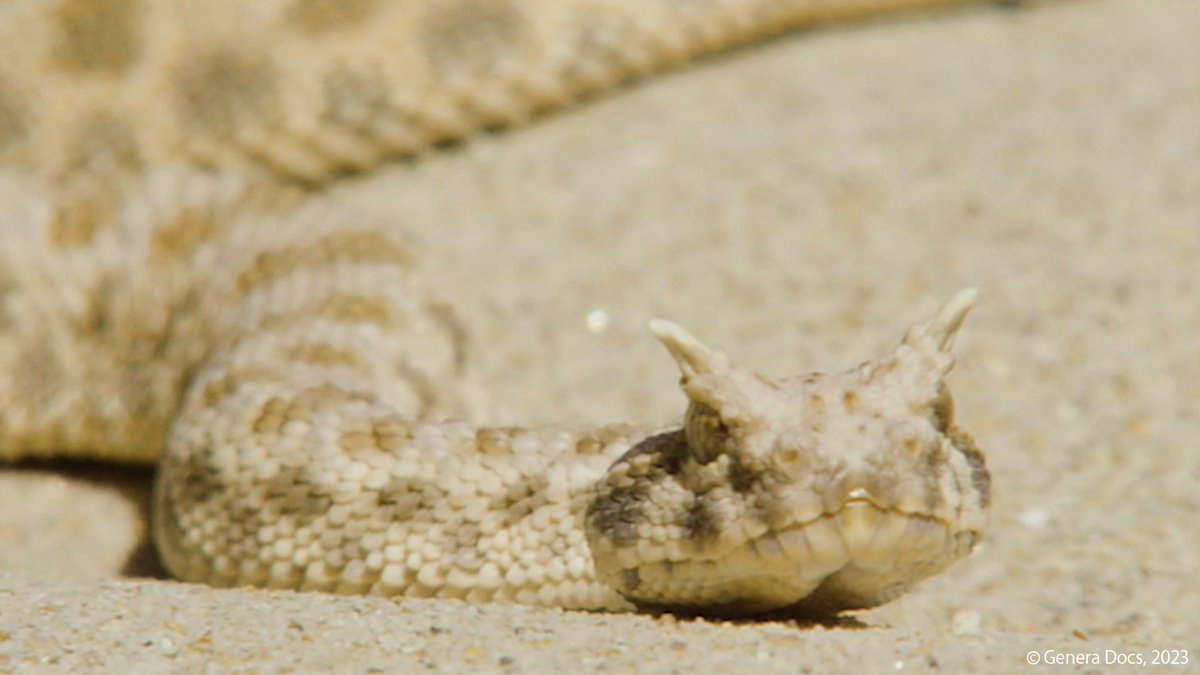 DiscoveryJapan's tweet image. \ ヘビーだぜ/
__
/●_ヽ
|<゚Д゚)~
|丶 /⌒/⌒/ (ノ _|⊃
| ソ ノ ノ /_ノ
丶_人_人_/∪∪
〈すご腕アニマル!夏休みSP〉
#アニマルプラネット にて
🗓️ 7/22 (火) 20:00 スタート
🔗 skyperfectv.co.jp/plan/channel/b…