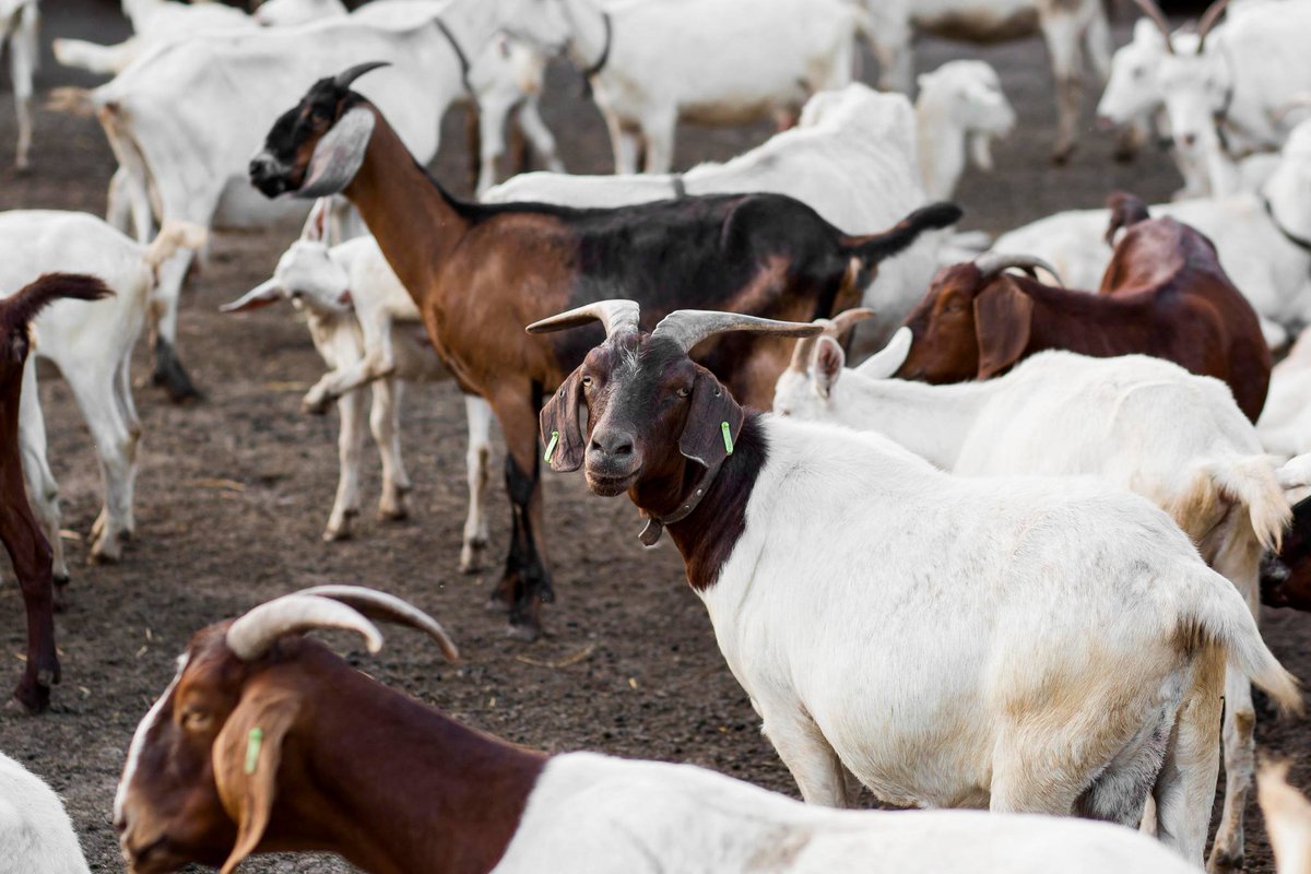 How to Start Goat Farming

Starting a goat farming venture begins with deciding your area of interest. 

We suggest focusing on goat meat production, including live goats. 

This niche has potential for profitability and growth in demand.
#GoatFarming