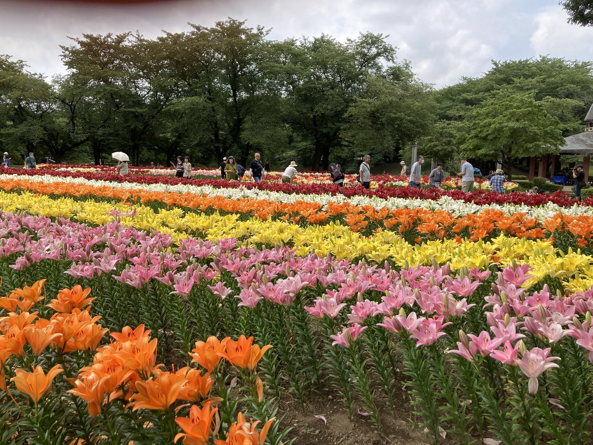 zunko1116's tweet photo. 日付け変わっちゃった💦
昨日は深谷グリーンパークに行って綺麗なユリを見て、モリモリのUFOキャッチャーで300円で4こずえゲットした https://t.co/34L4PgcoWW