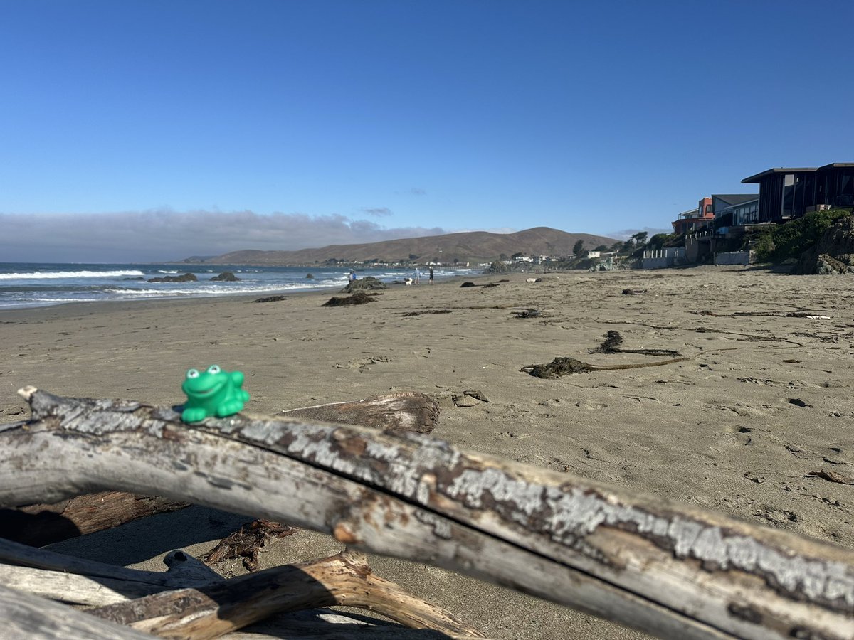 Mrs Reno and her frog Jeremiah are visiting California.