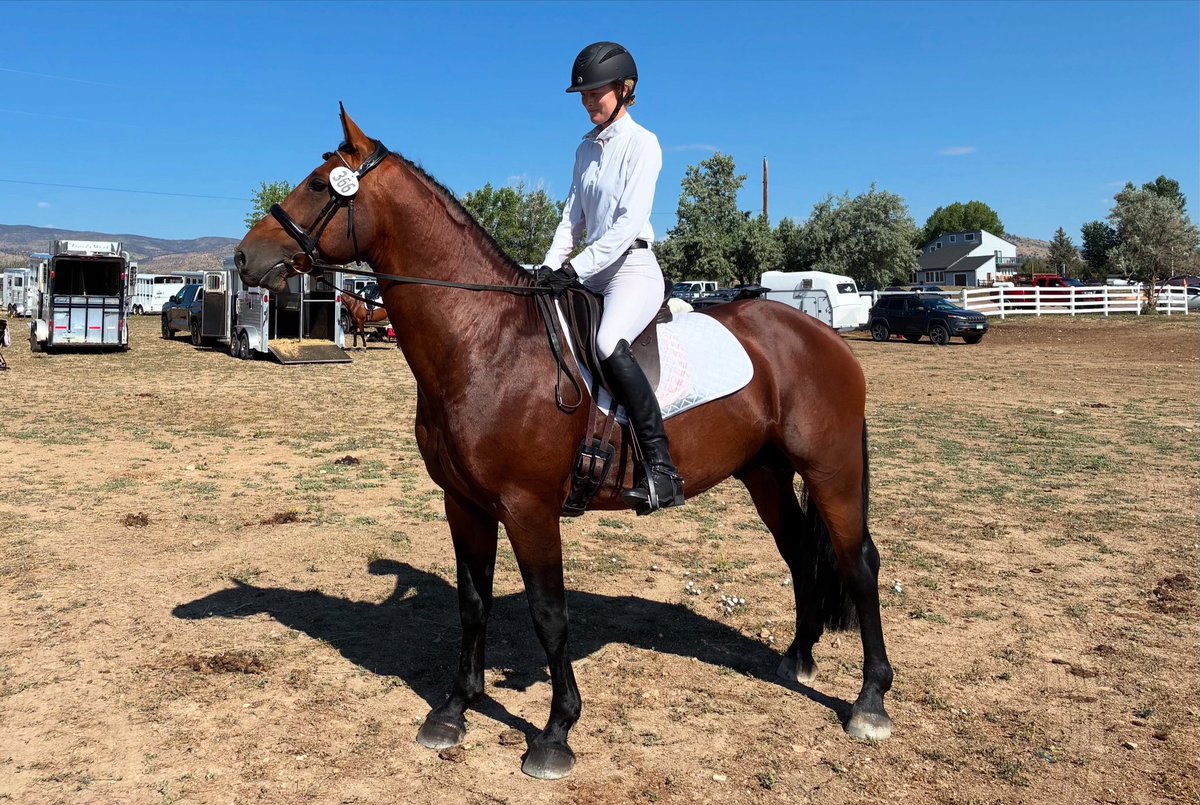 irishdraughtusa's tweet photo. #irishdraught #stallion #sporthorse Charlie placed at his first #dressage show. This sweetie of a stallion is showing real potential https://t.co/E20oX6yXtK