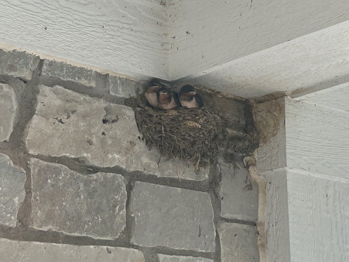 MarkWerling5's tweet image. Baby barn swallows mature very quickly. They won鈥檛 be in the nest much longer. #Birds #Aviary #BarnSwallow