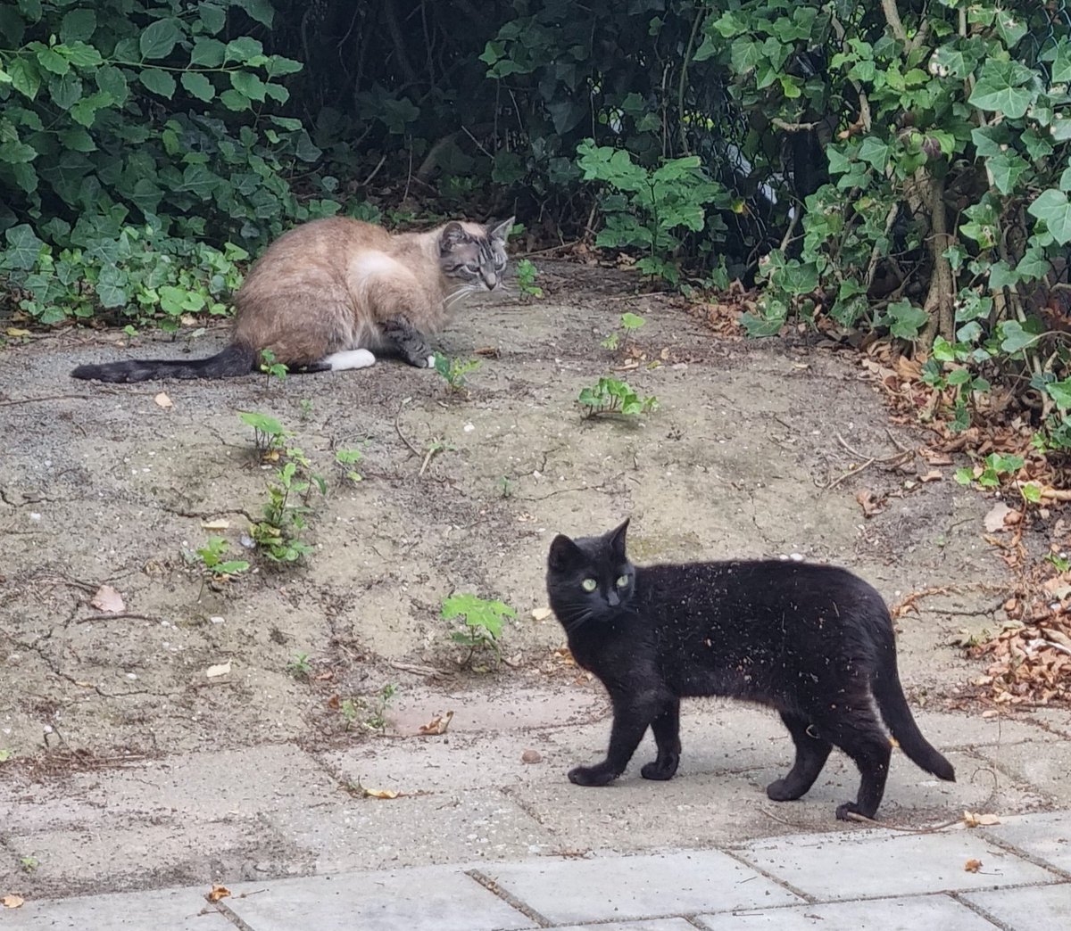 Gewoon een paar katjes #thearistocats M&amp;M