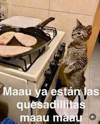 CdzCreepy's tweet image. Hoy que mi compa el @DaisMamon2 les ponga una dinámica si le apetece, maaulovers... lindo dia