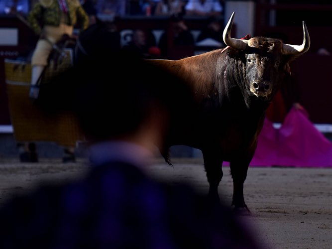 Decía el presentador del tour de Francia en La 2 de TVE que la etapa de hoy era algo así como una corrida en la plaza de toros de las ventas, la más importante del mundo. 

Y yo me pregunto, ¿por que la televisión de TODOS priva a un número tan amplio de ciudadanos de ver