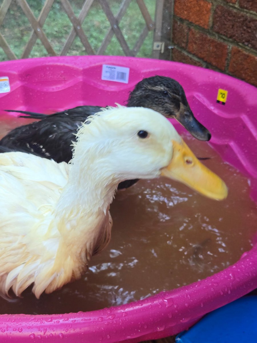 4_crying's tweet photo. My baby ducks relaxing in there new pool I bought them lastnight 😍🥰 #ducks  #duck #ブルアカらいぶさまぱSP  #ZeeNuNew https://t.co/tcfUARZRoM