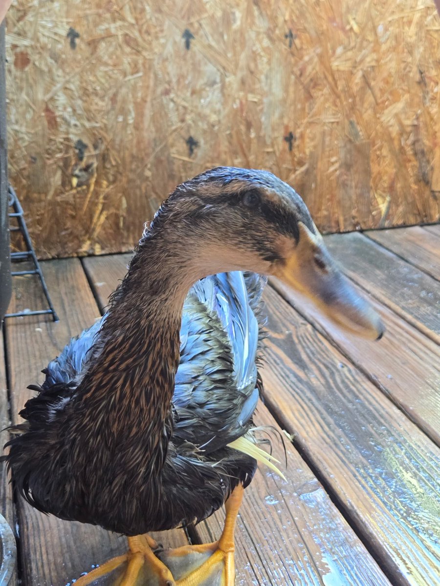 4_crying's tweet photo. My baby ducks relaxing in there new pool I bought them lastnight 😍🥰 #ducks  #duck #ブルアカらいぶさまぱSP  #ZeeNuNew https://t.co/tcfUARZRoM