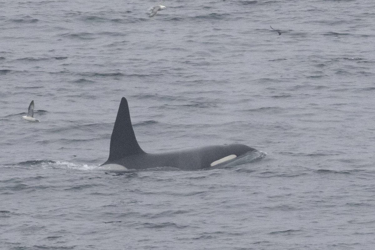 CarlaHill99's tweet photo. Hulk and Nott paid us a visit on Fair Isle this morning, with a swim by the obs! Our second orca sighting in the past 9 days! @FI_Obs https://t.co/X0bAzho1G4