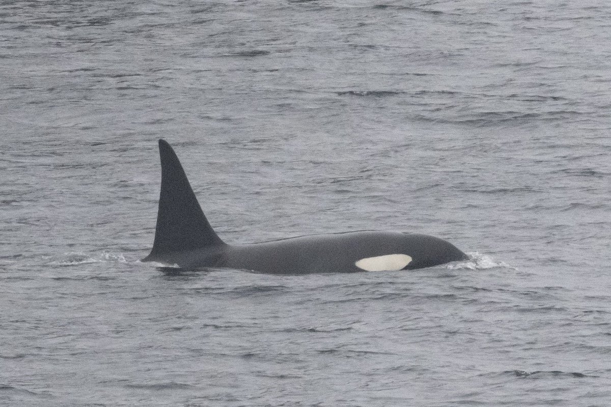 CarlaHill99's tweet photo. Hulk and Nott paid us a visit on Fair Isle this morning, with a swim by the obs! Our second orca sighting in the past 9 days! @FI_Obs https://t.co/X0bAzho1G4
