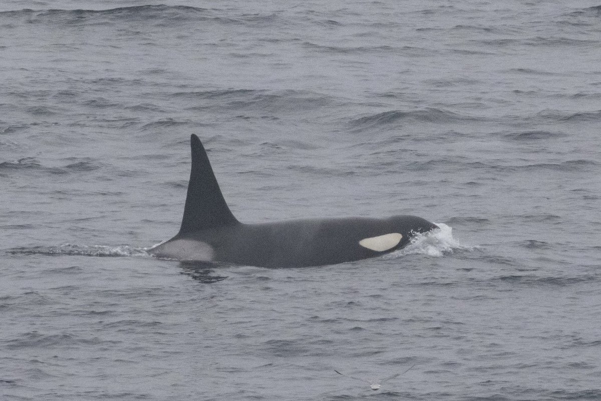 CarlaHill99's tweet photo. Hulk and Nott paid us a visit on Fair Isle this morning, with a swim by the obs! Our second orca sighting in the past 9 days! @FI_Obs https://t.co/X0bAzho1G4