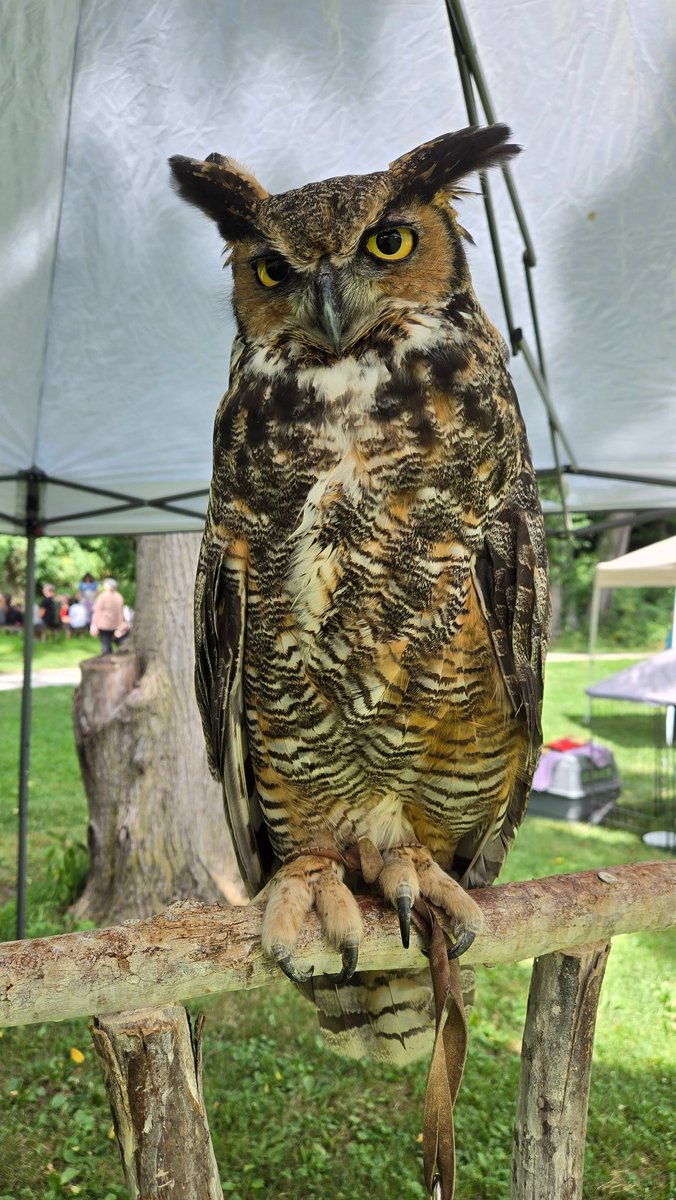 Jr0dR87's tweet image. Today I worked with Grimble our educational Great Horned Owl at an event to help educate people about owls and other birds of prey.