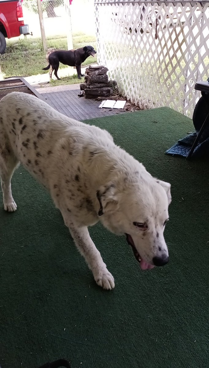 justinlewis92's tweet photo. Anyone #interested in the #LakeKeystone area in #adopting two sweet #dogs... they were my #grandpa's. He passed sadly... we are still looking for a home. Anyone willing to help, #please reach out. https://t.co/Ysin7WgdbG