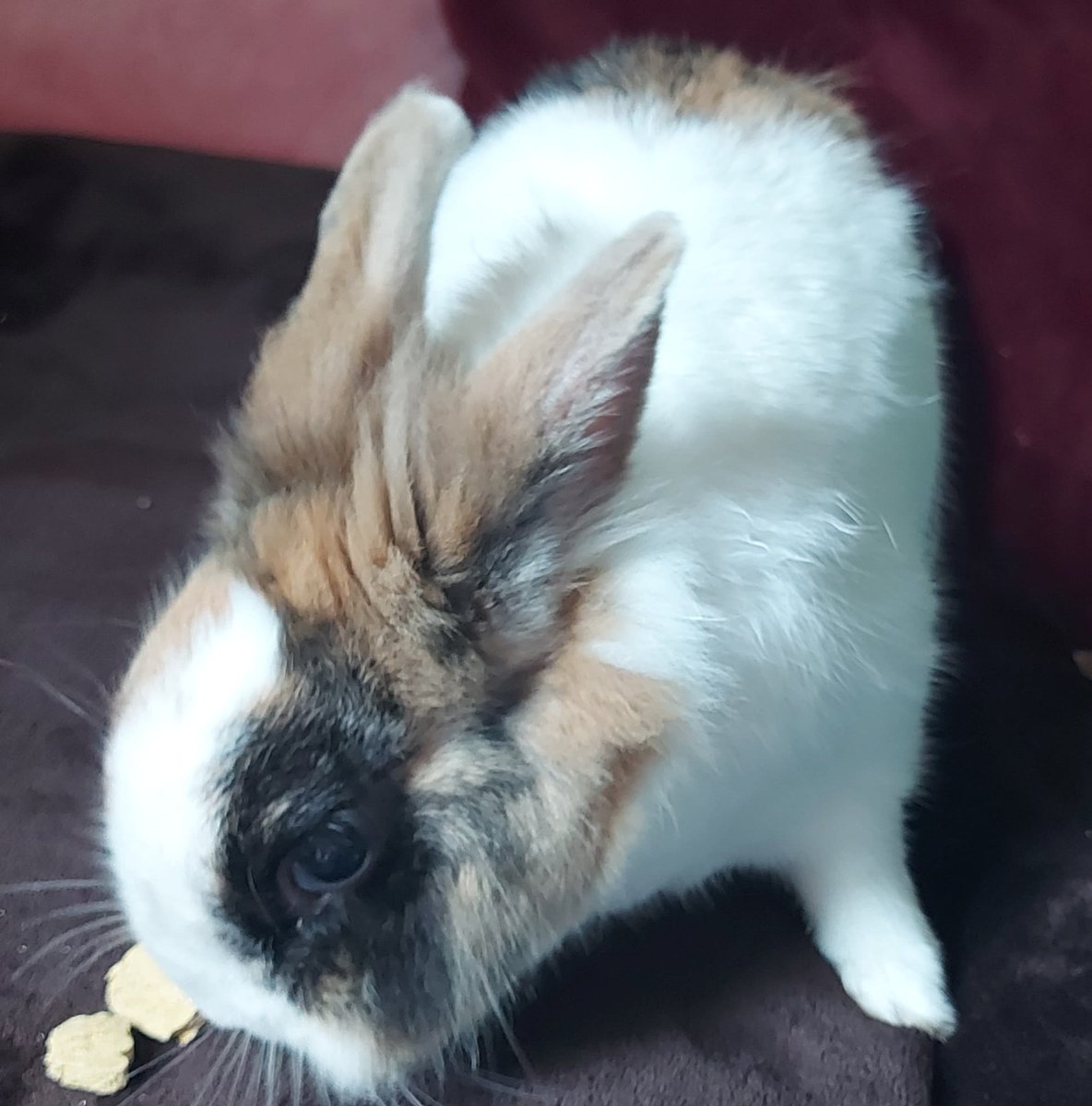 SNORSSanctuary's tweet image. Hoppy Saturday everybun! 🐰
Both Iris and Oliver are enjoying their new treats from Teddy's bakery
You can order some treats for our SNORS bunnies at this link right here 👉
teddysbakery.co.uk/collections/ch…
We hope you are all having a lovely weekend 💚