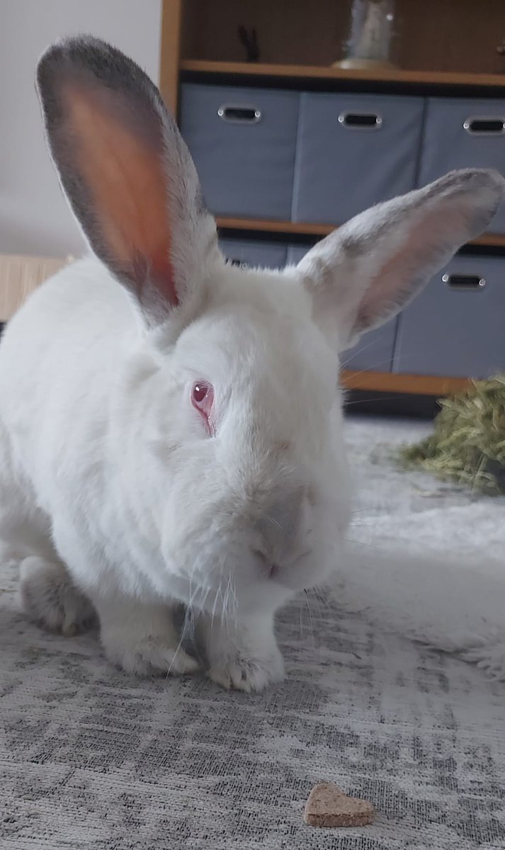 SNORSSanctuary's tweet image. Hoppy Saturday everybun! 🐰
Both Iris and Oliver are enjoying their new treats from Teddy's bakery
You can order some treats for our SNORS bunnies at this link right here 👉
teddysbakery.co.uk/collections/ch…
We hope you are all having a lovely weekend 💚