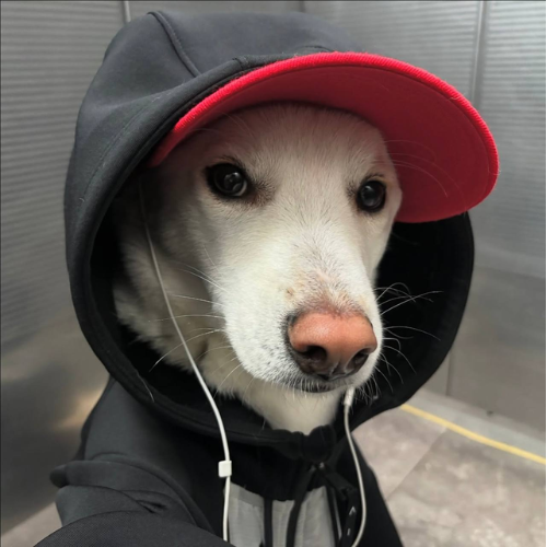 Pump has $BRUV but Bonk already have $DAWG since a month, Supported by its owner with CA in bio of his instagram.

Daily content posting and dawg belongs to korea. Insane amount of views. 

4ANgTKmsA1MWuA6XrtQZrqJ4svkyZZLM5NCy2ifLbonk