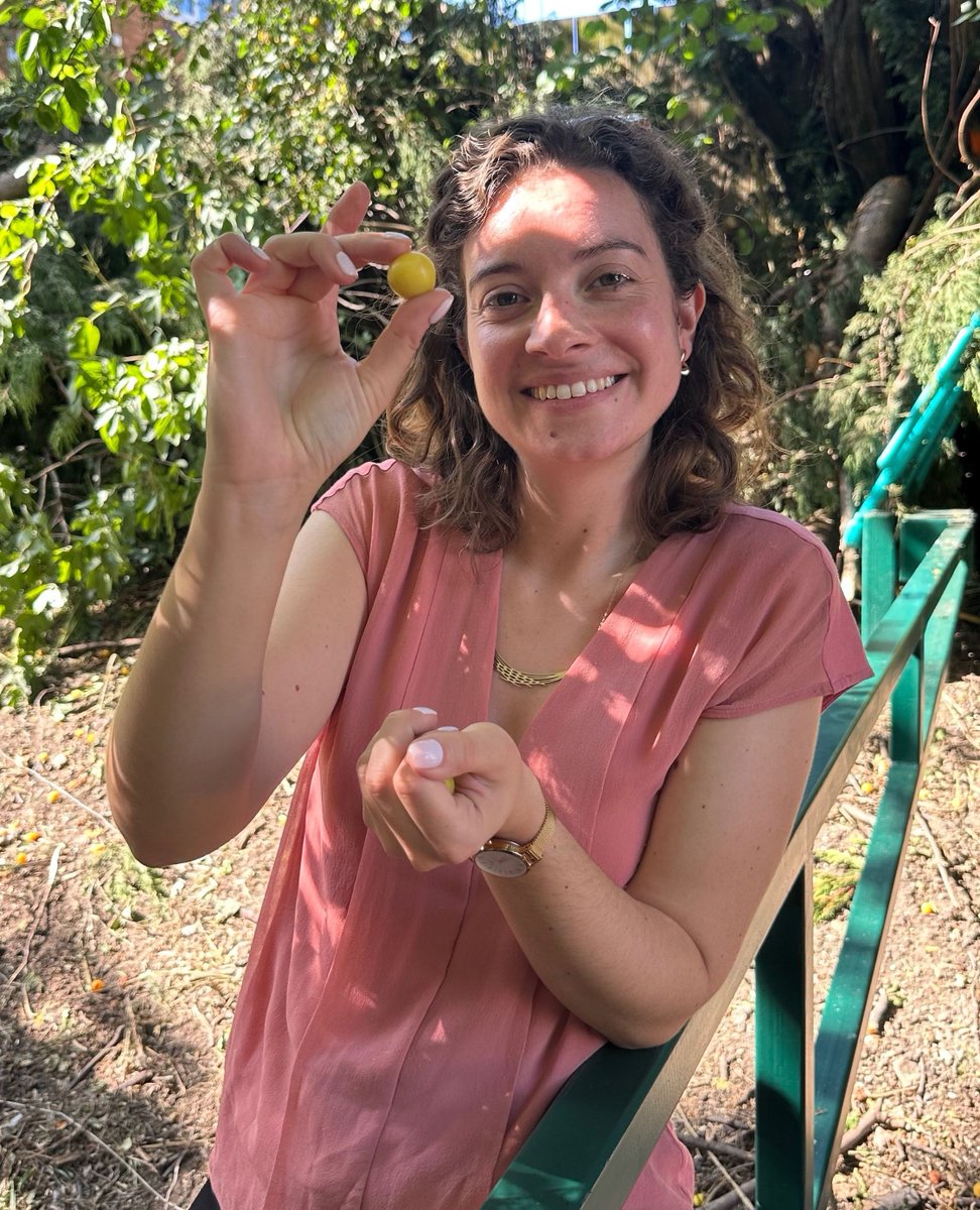 SarahCoombesWB's tweet image. 🌳 Plum trees in Tamebridge!
🌞 On a walkabout with councillors about antisocial bikes in Tamebridge we came across an amazing plum tree on a beautiful day.