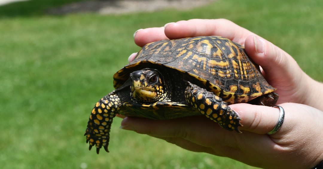 Meet Theodore — a cross between an eastern box turtle and an ornate box turtle. His story serves as a cautionary tale about pet ownership and wildlife conservation. (Photo by Anthony Schalk)

📍 Read more here: bit.ly/4lmwEcw 

#Turtles #Conservation #FPDWC