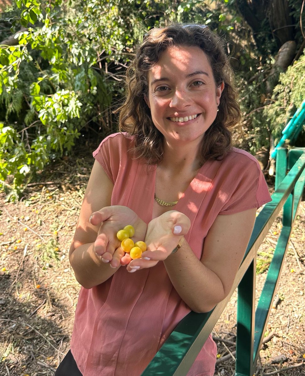 SarahCoombesWB's tweet image. 🌳 Plum trees in Tamebridge!
🌞 On a walkabout with councillors about antisocial bikes in Tamebridge we came across an amazing plum tree on a beautiful day.
