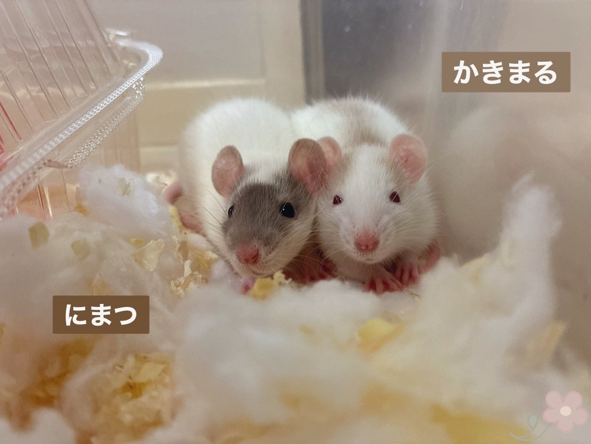 mb8lnmm's tweet image. おやすみねずみ🐀｡°