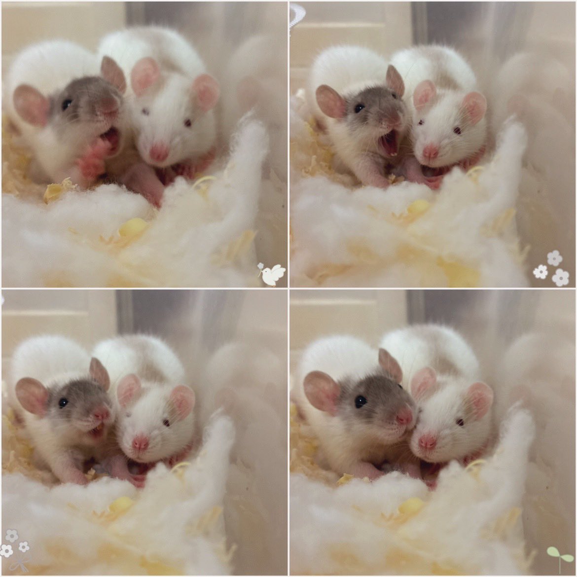 mb8lnmm's tweet image. おやすみねずみ🐀｡°