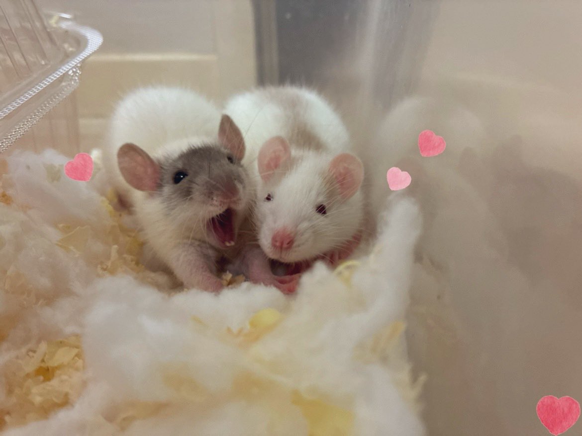 mb8lnmm's tweet image. おやすみねずみ🐀｡°