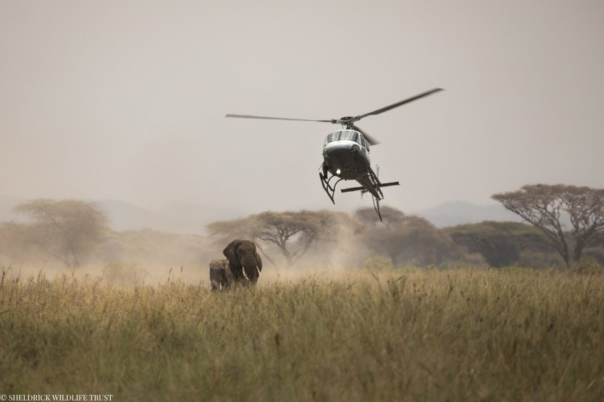 SheldrickTrust's tweet image. Our Aerial Unit is on patrol every day, covering vast swathes of wilderness to monitor wildlife, deter illegal activity, and respond to emergencies. Whether it’s supporting anti-poaching teams, mitigating human-wildlife conflict, or helping to deliver urgent veterinary care, our…