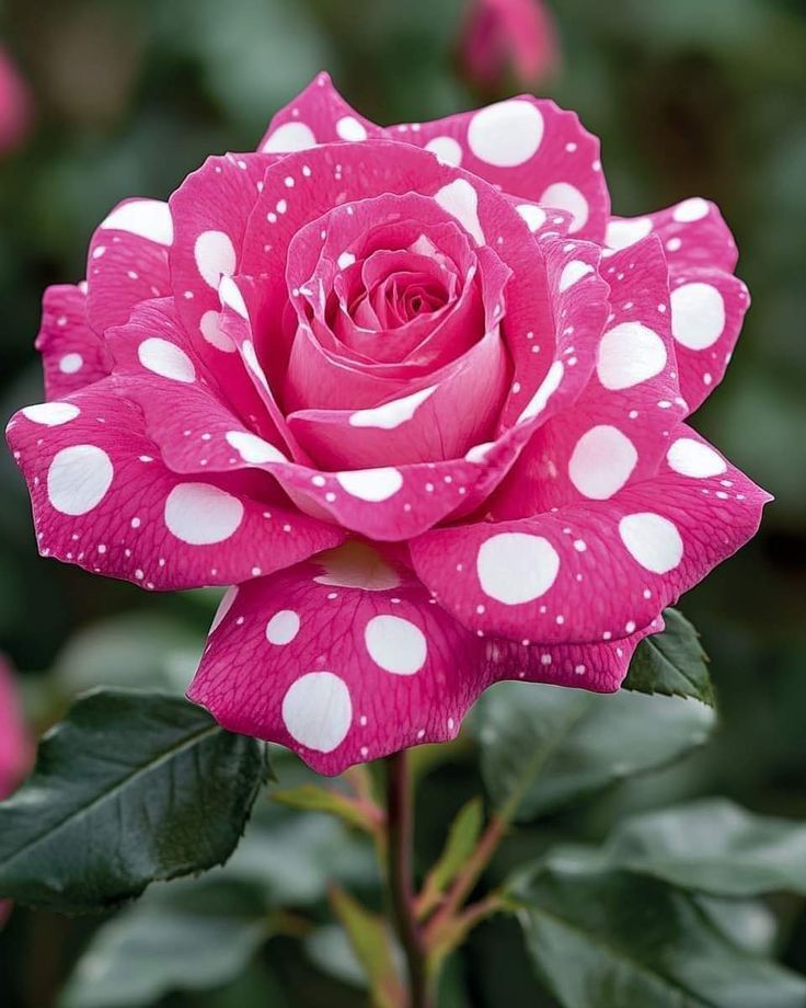 Roses 🌹 (@roseforyou43) on Twitter photo 