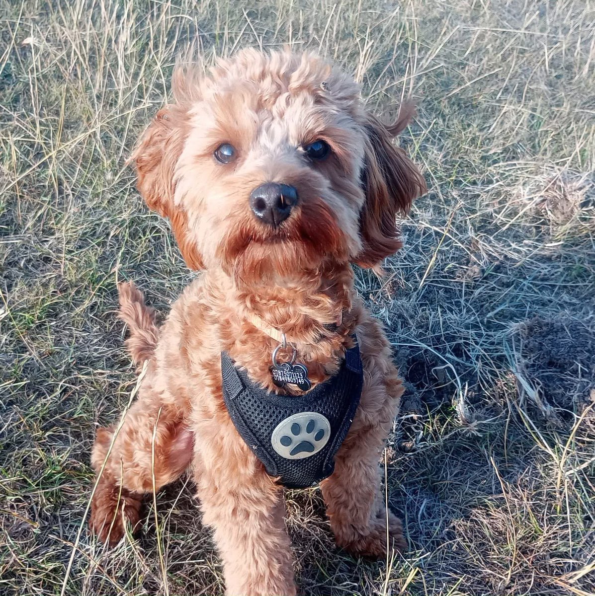🆘17 JULY 2025 #Lost Penny #ScanMe
YOUNG Cockerpoo Female #PUPPY 
Fedw Wood #Chepstow #Monmouthshire #NP16
#Wales 
UPDATE: She was last seen on Penterry Lane
Our puppy Penny is missing near St Arvans/Devaudan in the woods.
doglost.co.uk/dog/199157